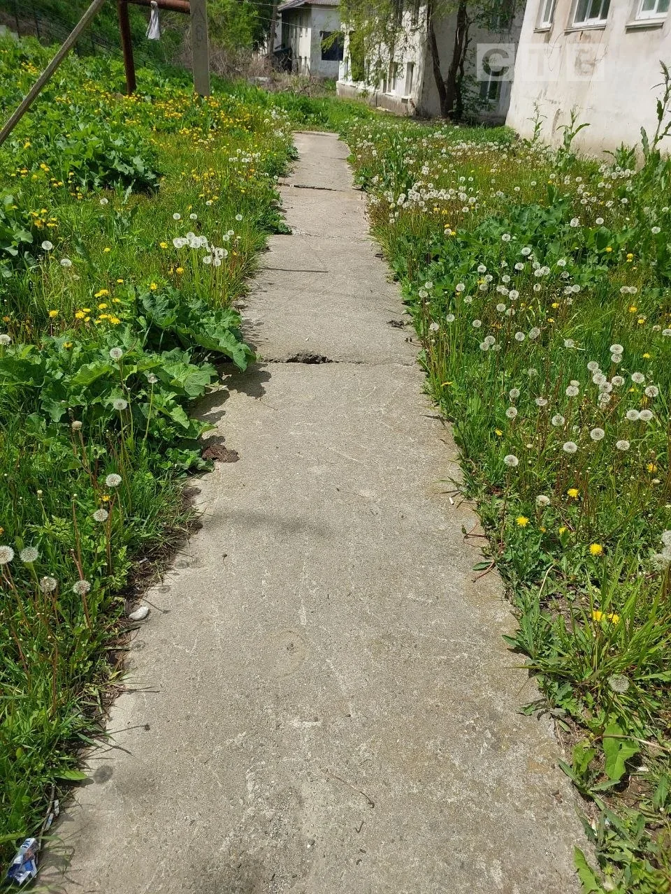 🌸Доброе утро, друзья!   В Зарубино одуванчиковый  рай,- написала наша зрительница Алена и прислала э