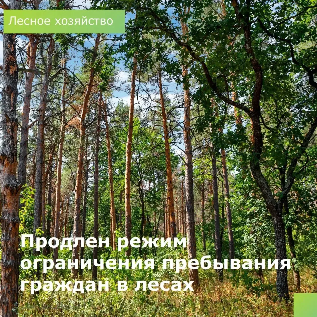 🔥 Режим ограничения пребывания граждан в лесах продлен до 24 сентября