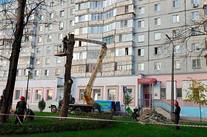 В сквере у "девочки с рулетом" вместо аварийного тополя посадят липу