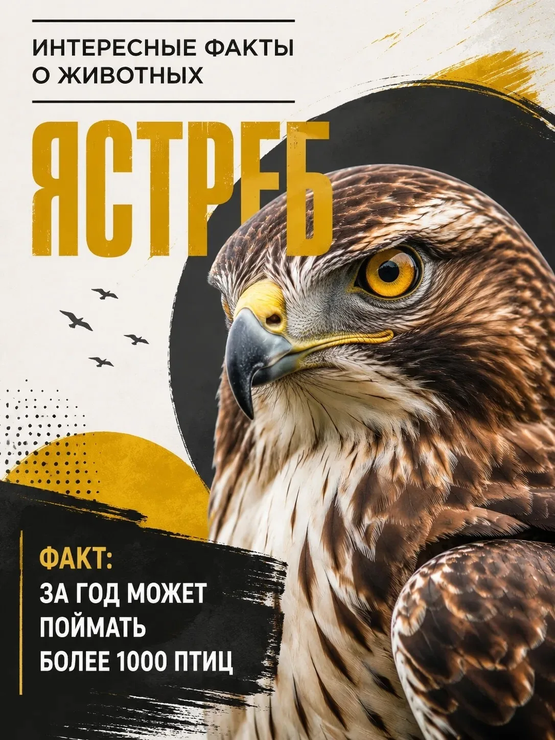 🦅 Несмотря на сравнительно небольшие размеры, ястреб-перепелятник считается одним из самых успешных