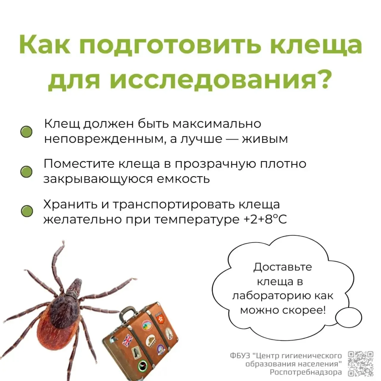 🤔Что делать, если присосался клещ?  Весна и лето - не только тепло, но и риск встречи с клещами. Эти