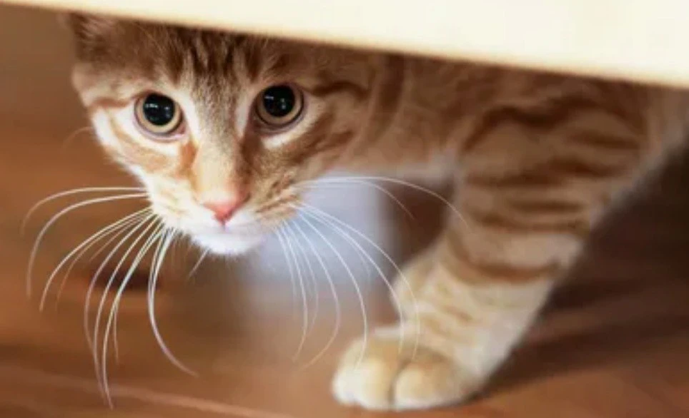 🐱 Что делать, если ваша кошка очень пугливая? Как научить её не бояться