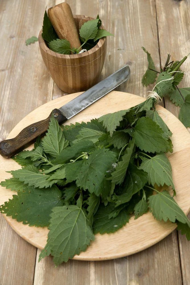🌿 Настой крапивы — природная поддержка крови  📗 Крапиву недооценивают, а зря.  🌱 Рецепт: 1 ст. л. кр