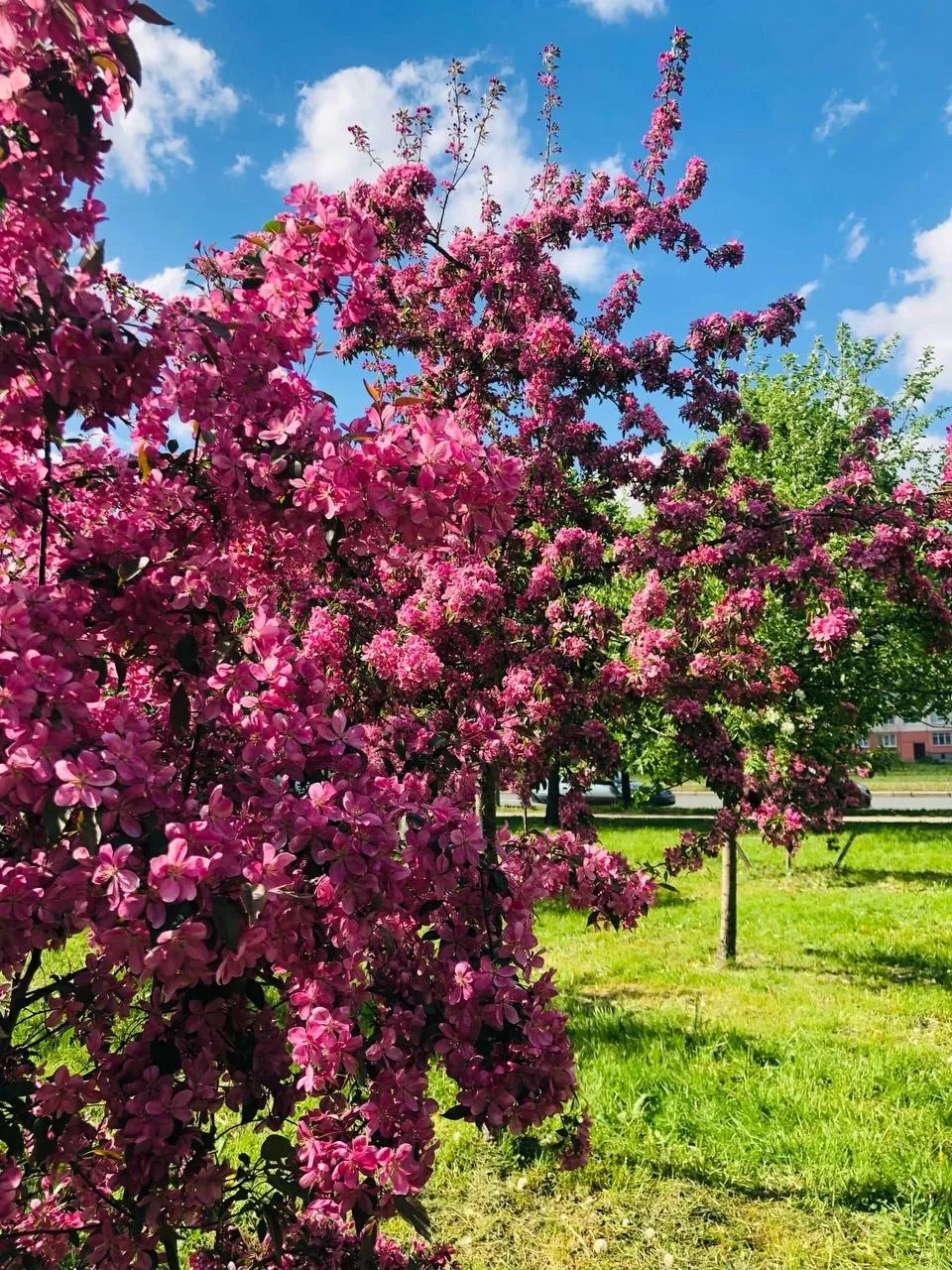 🌸 Цветущий секретный сад в центре города  Сейчас деревья только начинают цвести, а к концу месяца са