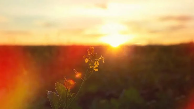 ☀️ 21 июня — день летнего солнцестояния

В этот день в Северном полушарии — самый длинный световой д