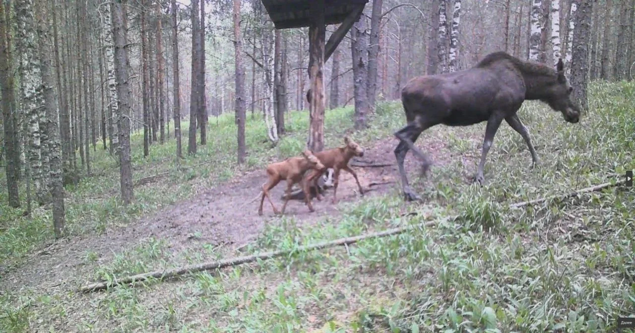 🦌В этом году в Республике Марий Эл у некоторых лосих малыши появились на свет довольно поздно, поэт