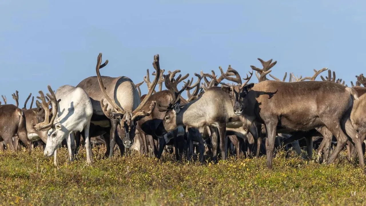 🦌 Ямальских оленей переведут на электронный учёт