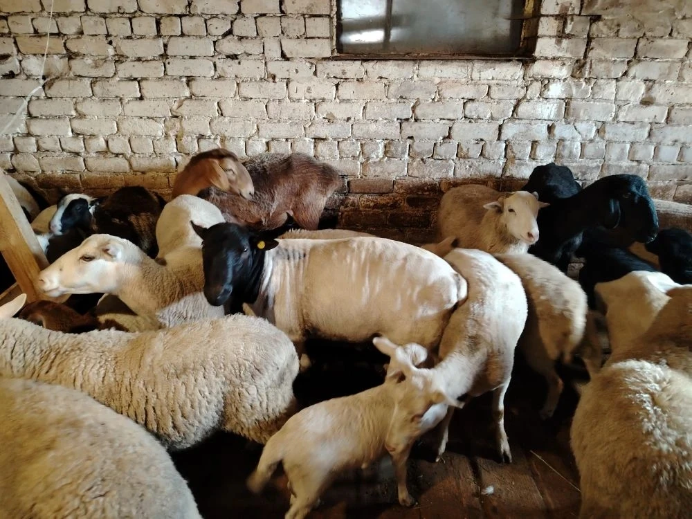 Специалисты Татищевской ветеринарной станции продолжают мероприятия по выполнению плана...