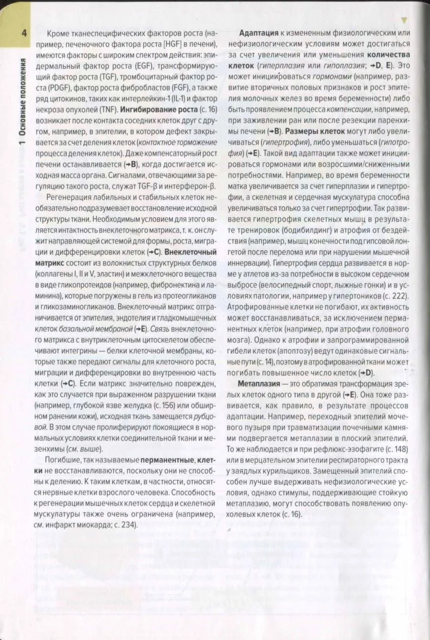 Рост клетки и клеточная адаптация