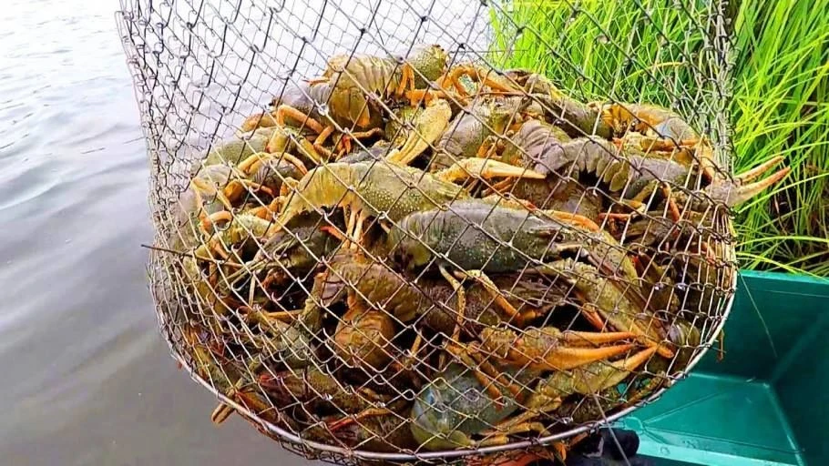 🦞 В России значительно увеличили плату за незаконный вылов речных раков