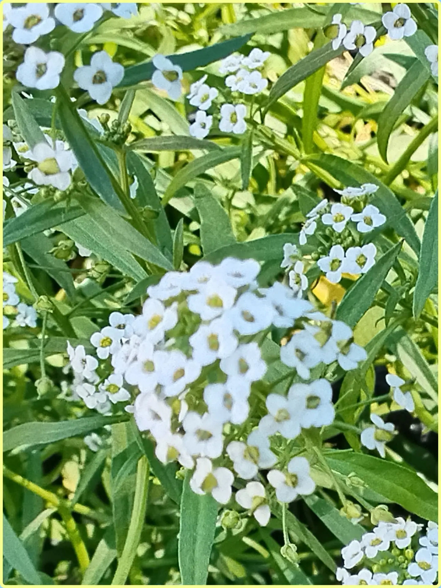 🌸До визита главного жюри городского конкурса «Цветущий город» в наш детский сад остали...