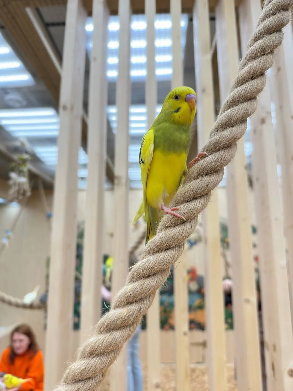 🦜 В Казани открылась «Попугайня» — новый интерактивный парк птиц!

На ул. Московской, 17 поселились