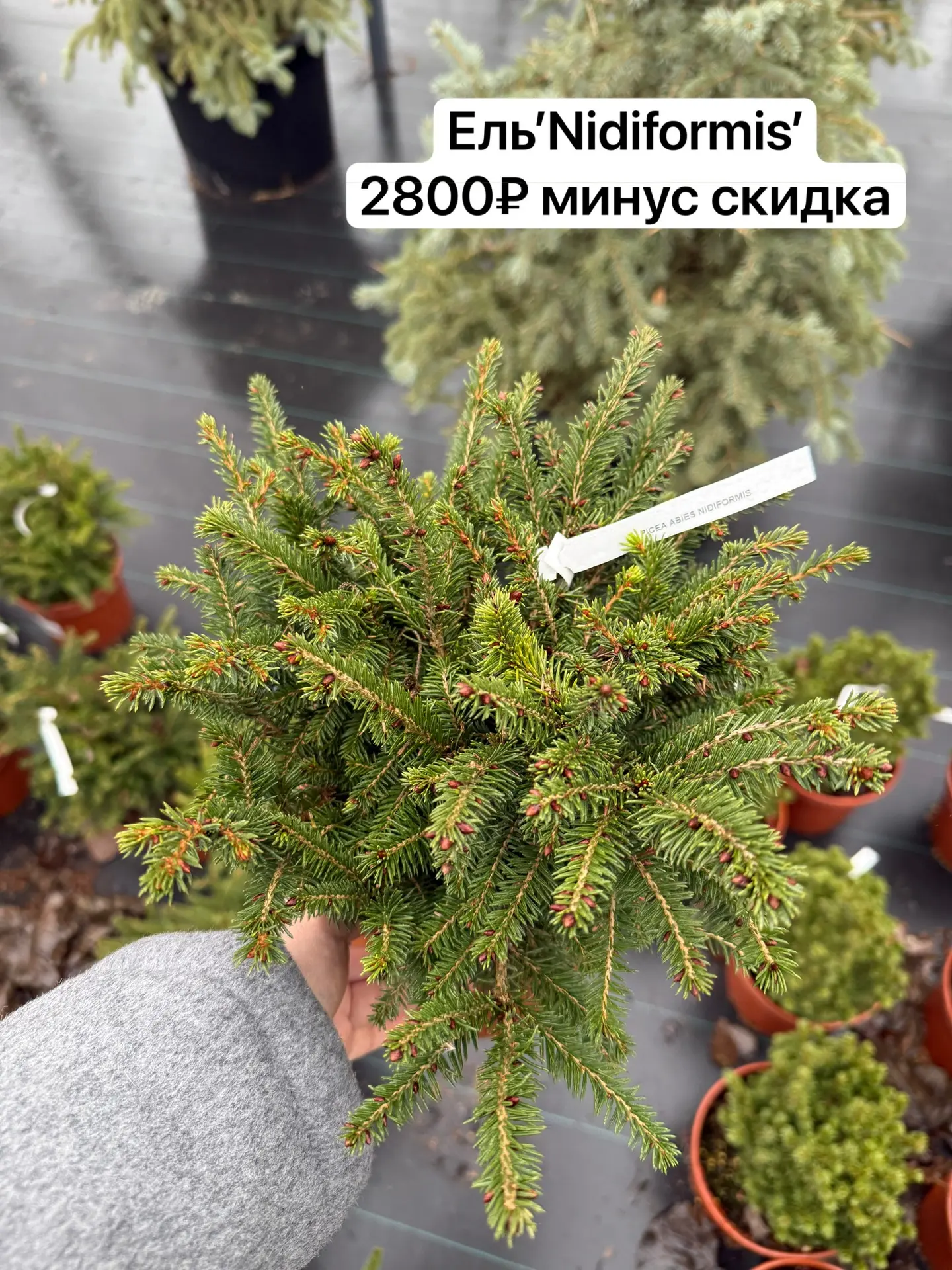 Садовый центр РОСТОВСАД  РАБОТАЕМ ПО 28 декабря  Сажать еще можно, весь декабрь сажают хвойные и кус