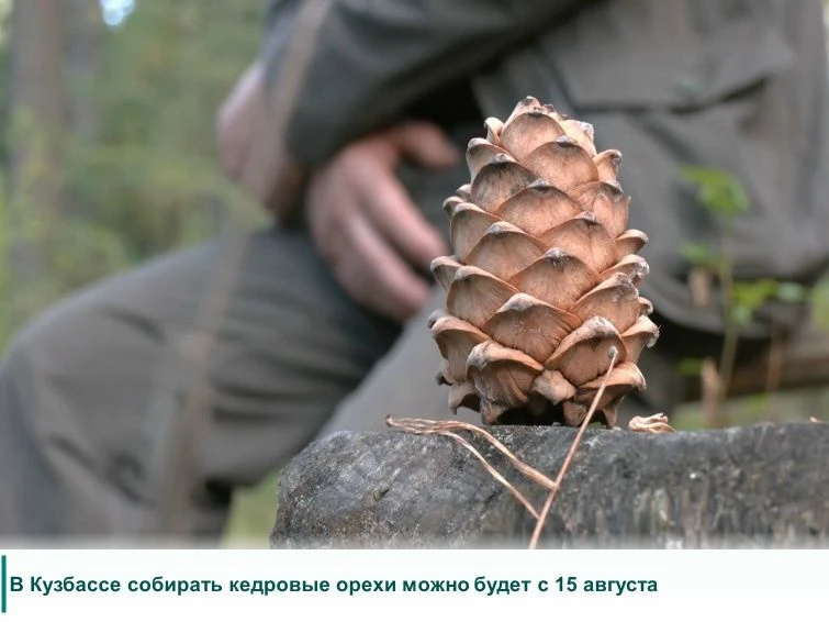 Временные рамки, когда гражданам разрешена заготовка пищевых лесных ресурсов, к которым относятся и 