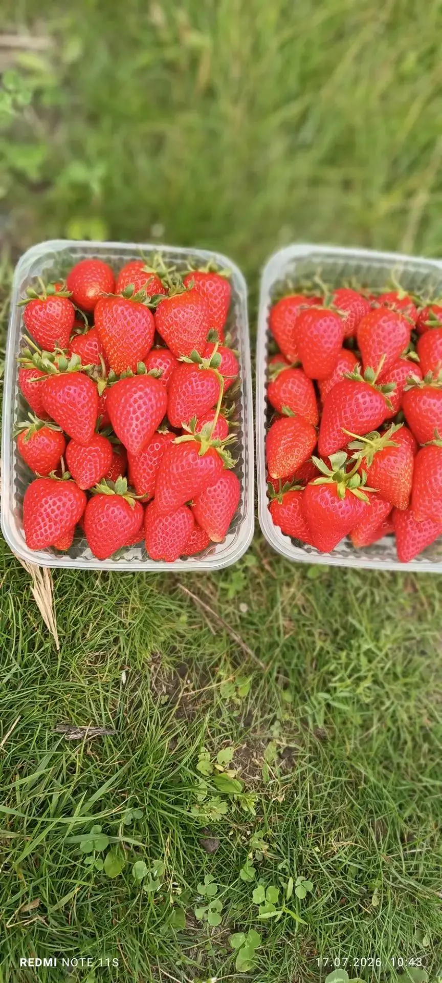 🍓 Свежая ягода из собственного огорода! 🌿

Спешу поделиться радостью — созрела потрясающая клубник