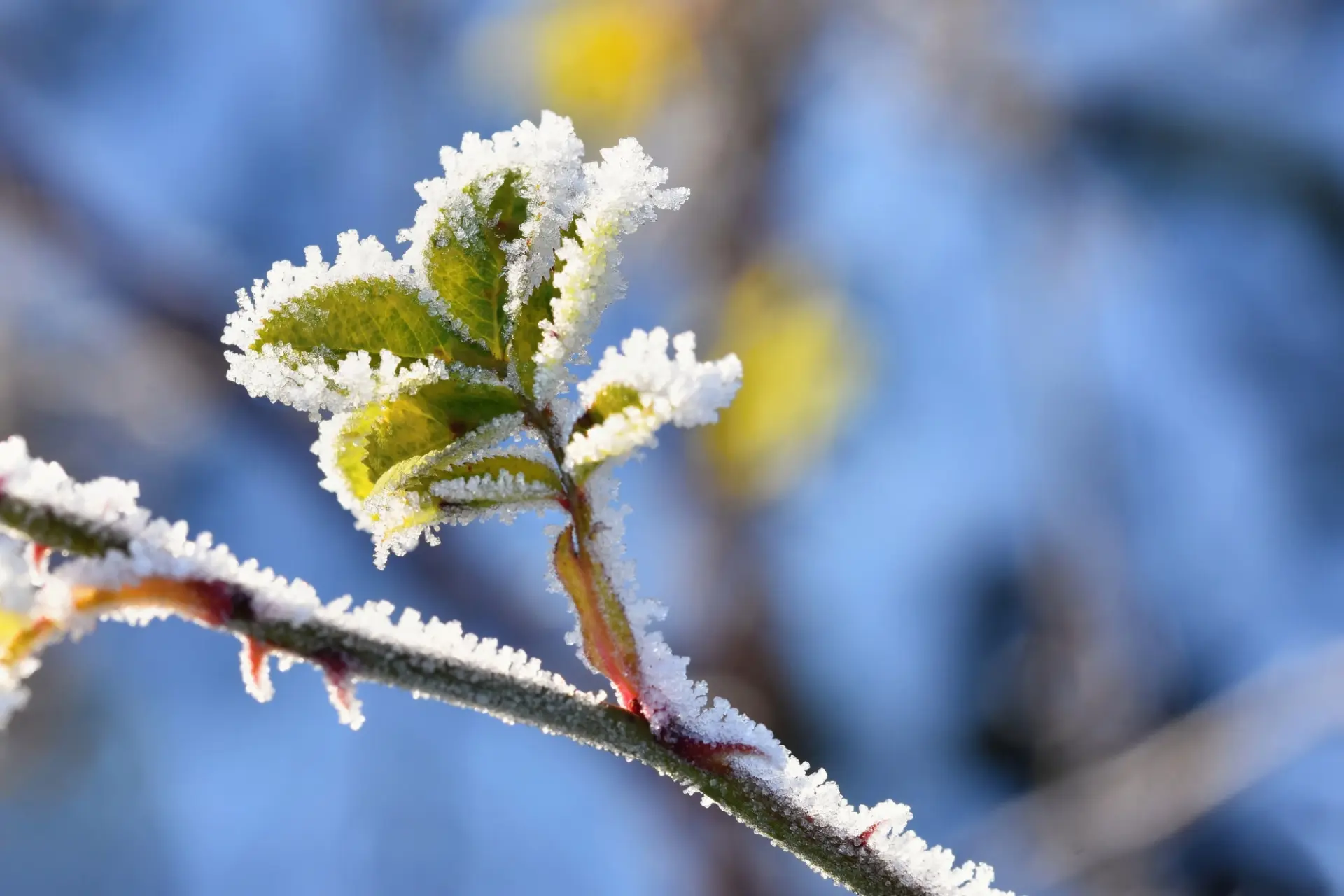 На Ставрополье снова ожидаются ночные заморозки 🥶  В Ставропольском крае вновь прогнозируют понижени