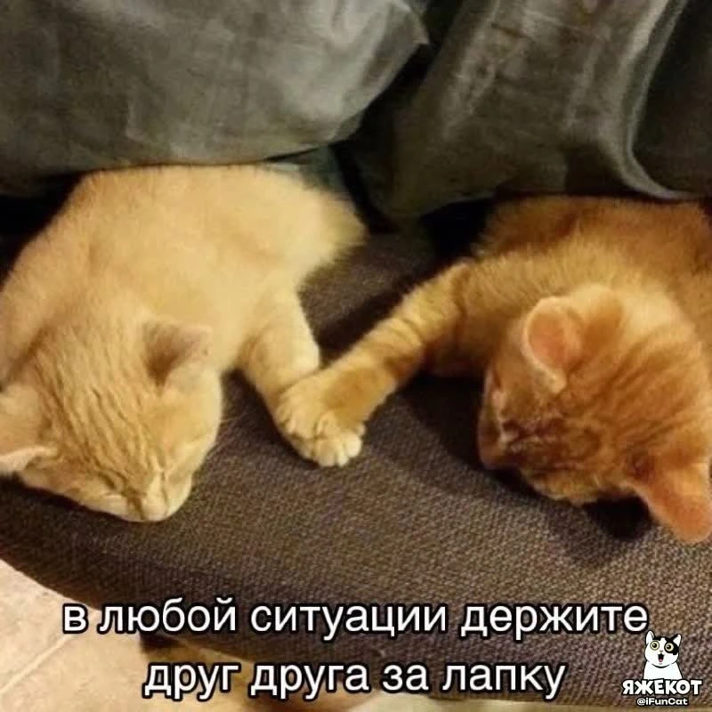 🐾 ЯЖЕКОТ