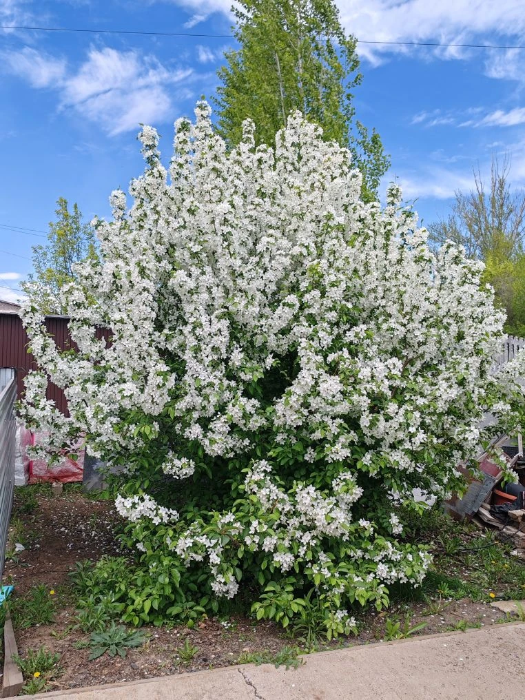 🌳 Центр «Шанс» — цветущий оазис! 🌸