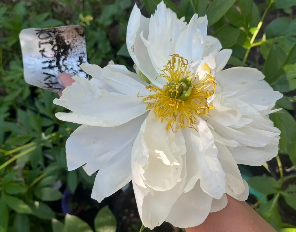 Добрый день, друзья! ☀️