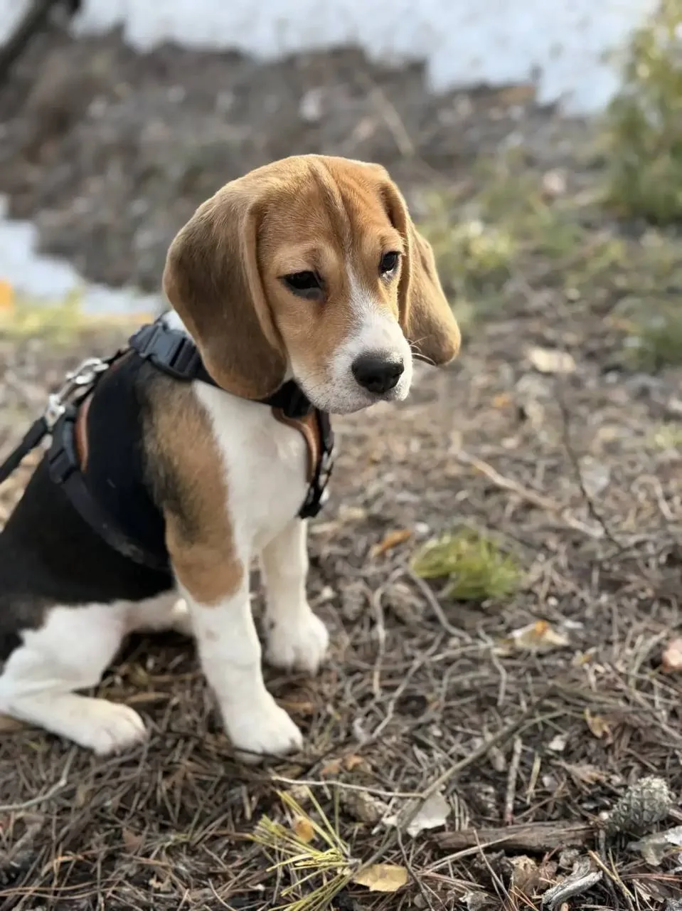Наши малыши уезжают в свои новые семьи😍😍😍