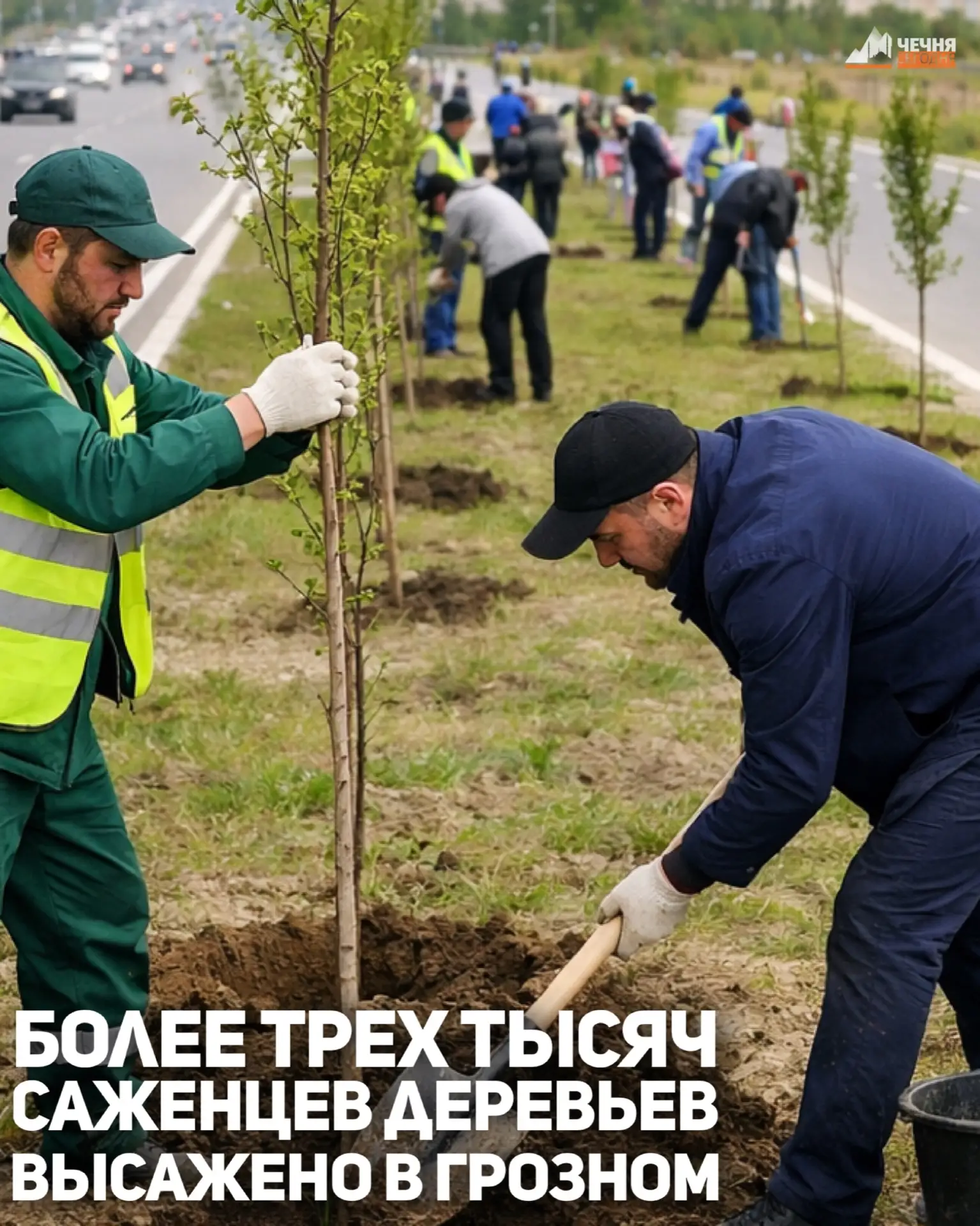 В столице Чеченской Республики с начала текущего года высажено более 3000 саженцев деревьев, сообщил