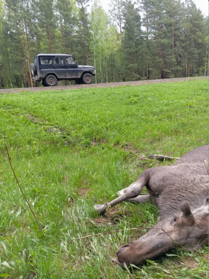 В весенне-летний период на трассах области значительно возрастает количество ДТП с участием диких жи