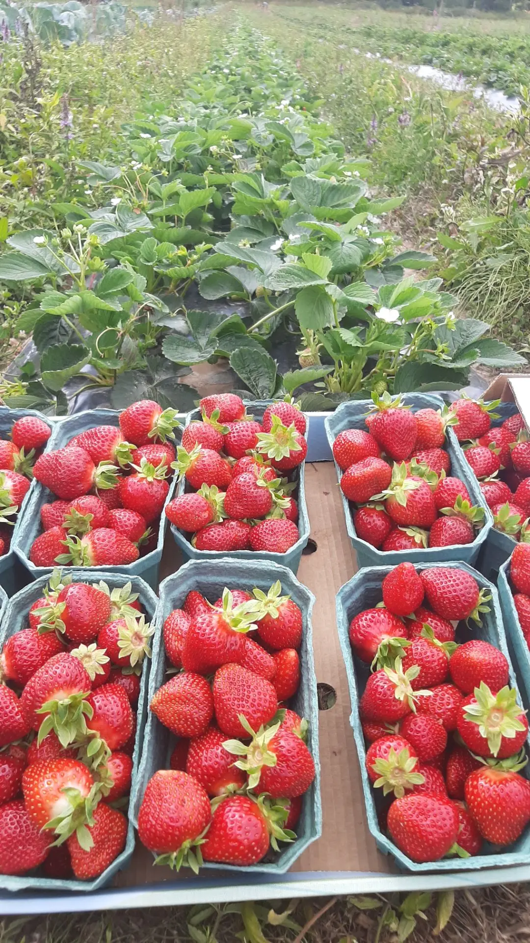 ‎🍓 Продолжаем нашу акцию на самосбор, и сегодня как раз тот день, когда можно приехать...