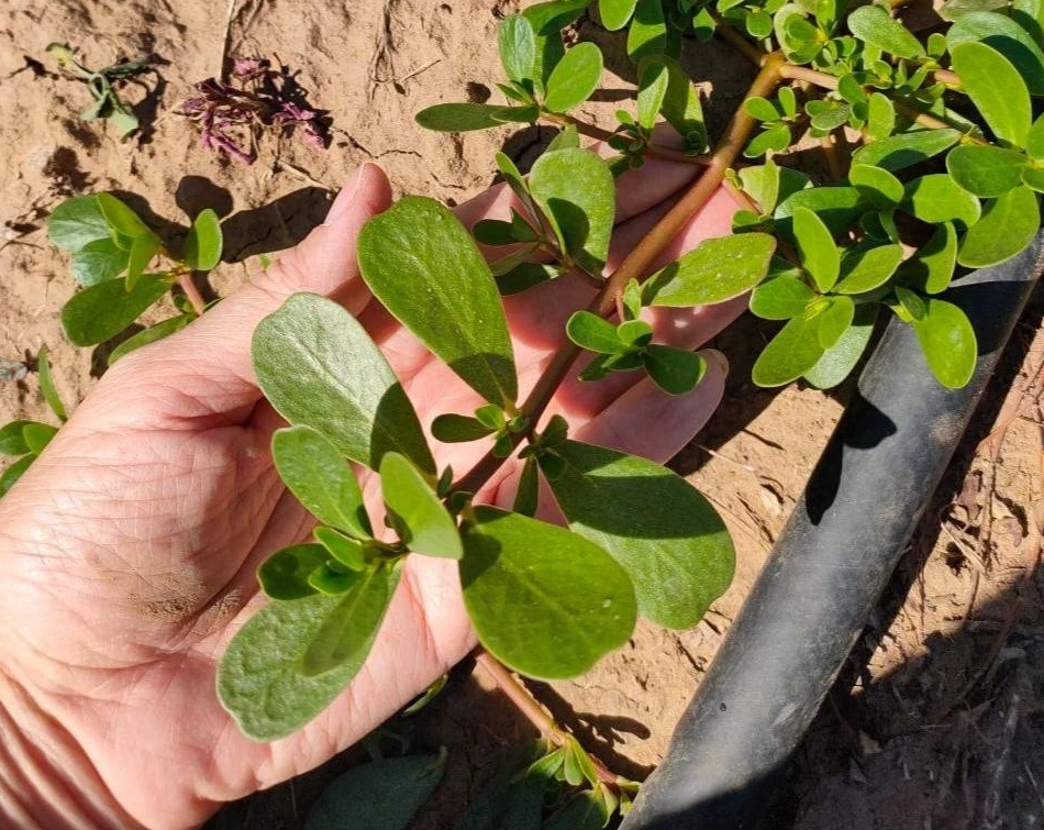 🌿 Портулак живуч, но победим без химии.