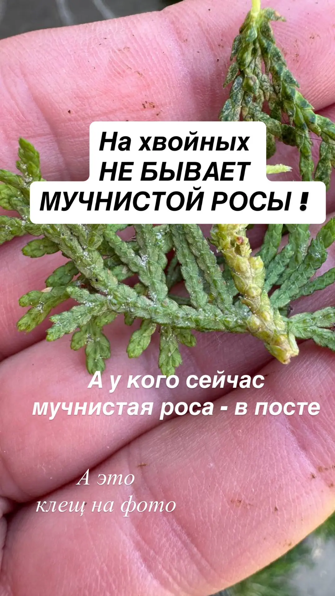 Профдеформация: везде вижу болячки и вредителей

Хотя красоту тоже вижу в каждом листочке и это плюс