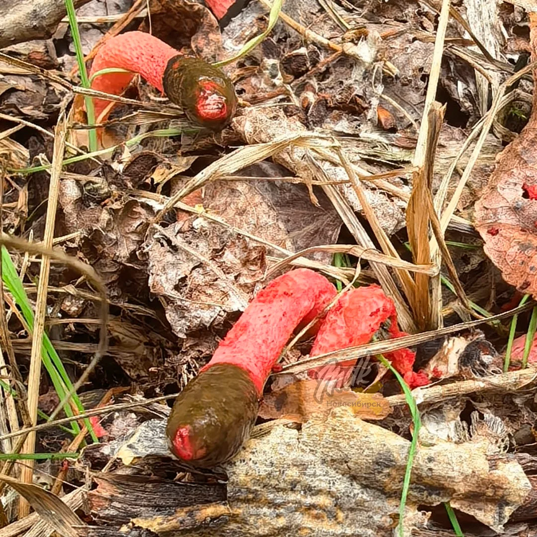 🍄 Под Новосибом нашли редкий гриб, который буквально «вылупляется» из яйца. Мутинус Равенеля занесё