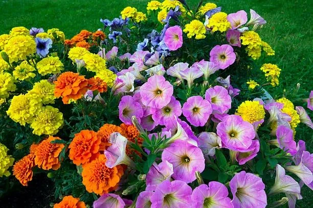 🌸Акция «Цветами улыбается школа» 🌸  ❤️Уважаемые подписчики, наша школа готовится к настоящему 🌹цвето