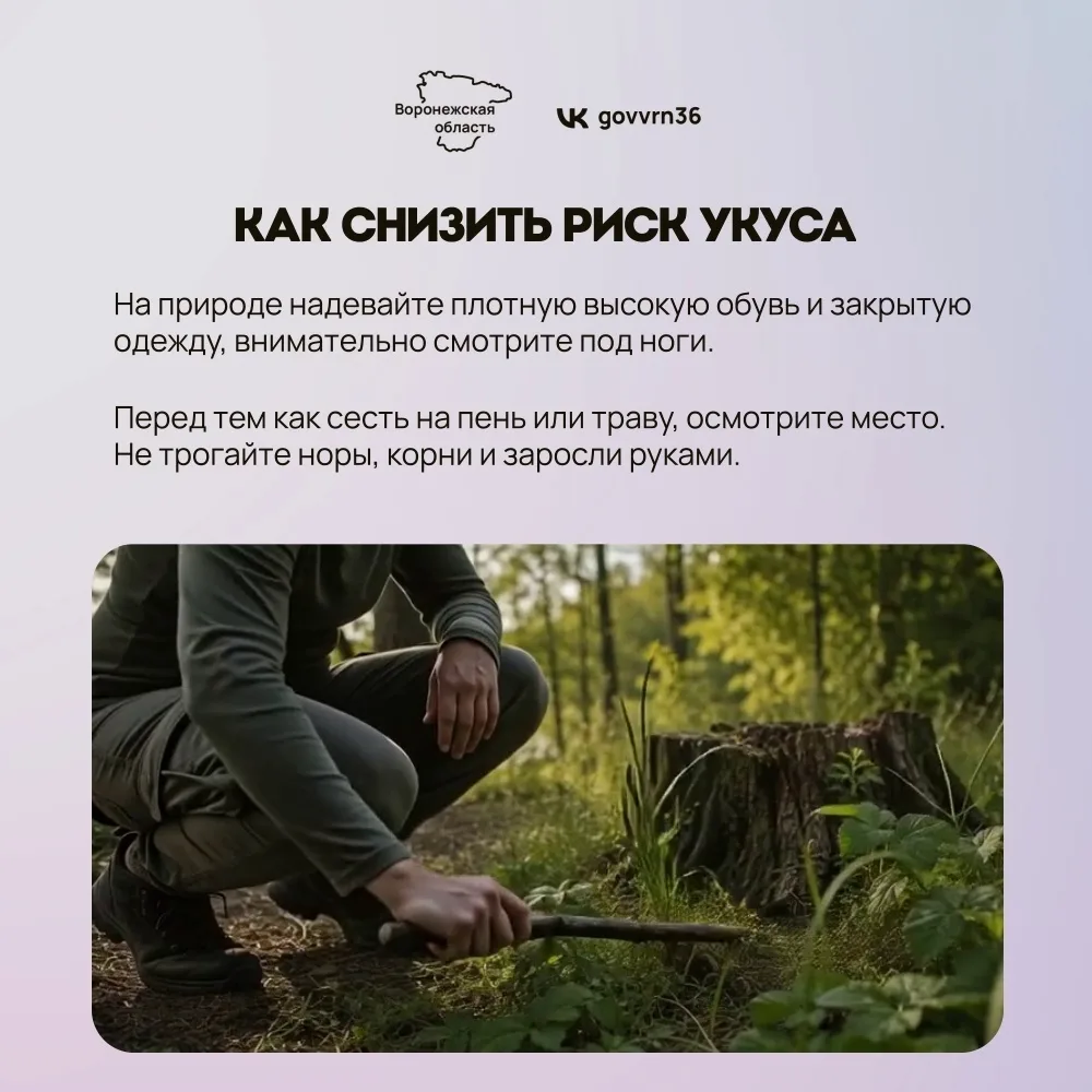 С приходом тепла в Воронежской области активизировались змеи. Из-за этого риск встретит...