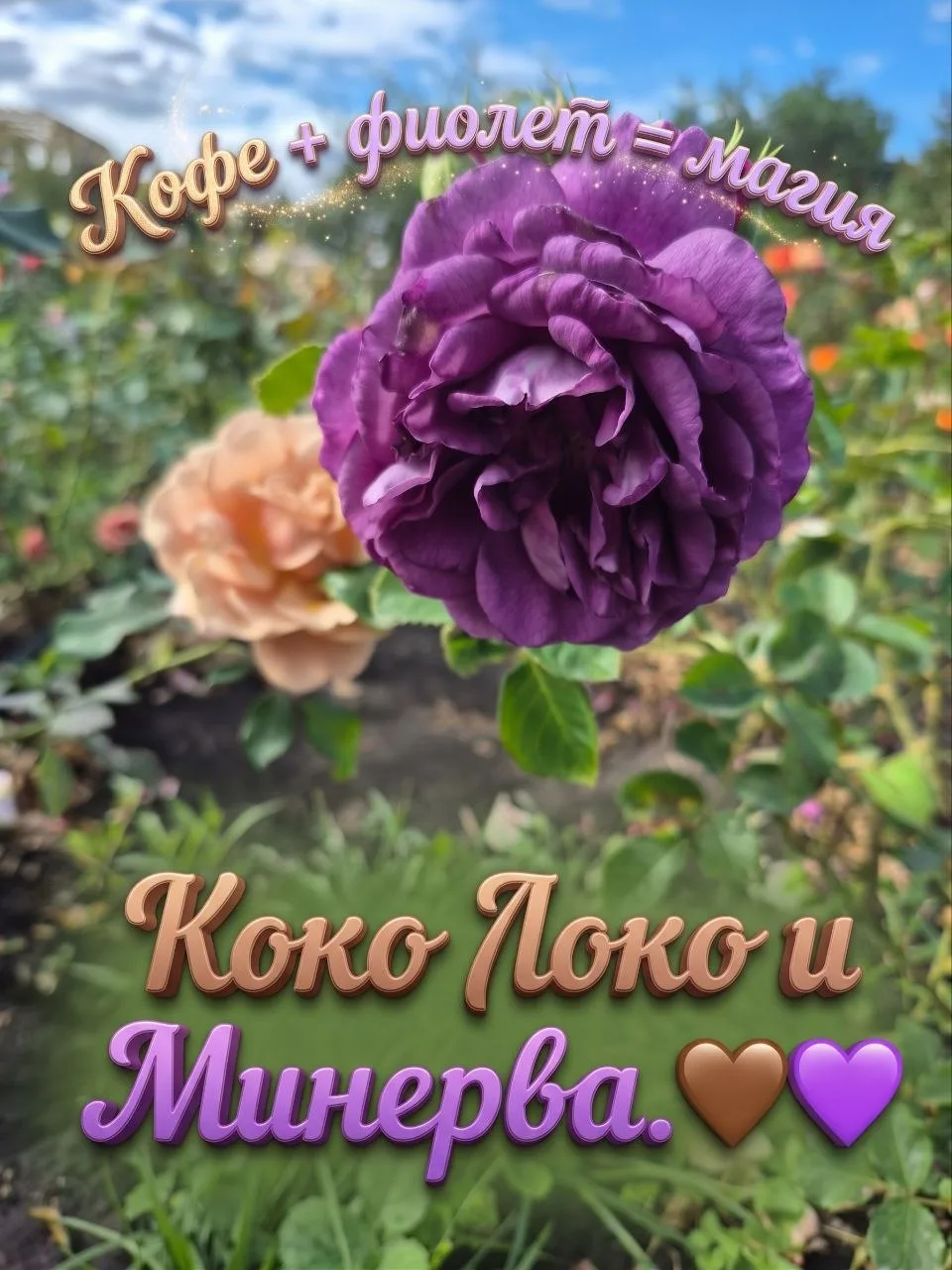 Два оттенка, две истории: