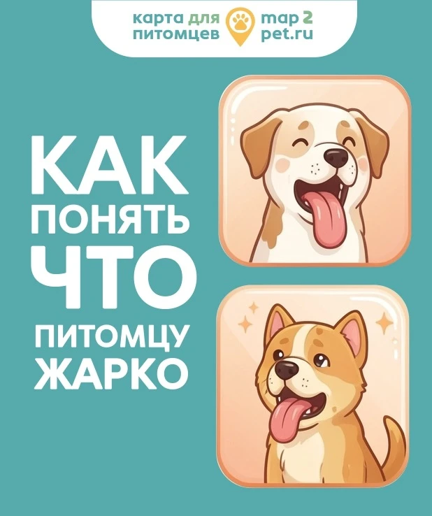 Вы замечали, как собака или кошка ведут себя в жару? Становятся вялыми, ищут самую холо...