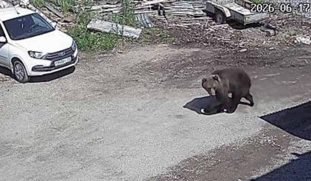 В Пермском крае решено застрелить медведя, неоднократно заходившего в город

В Пермском крае власти 