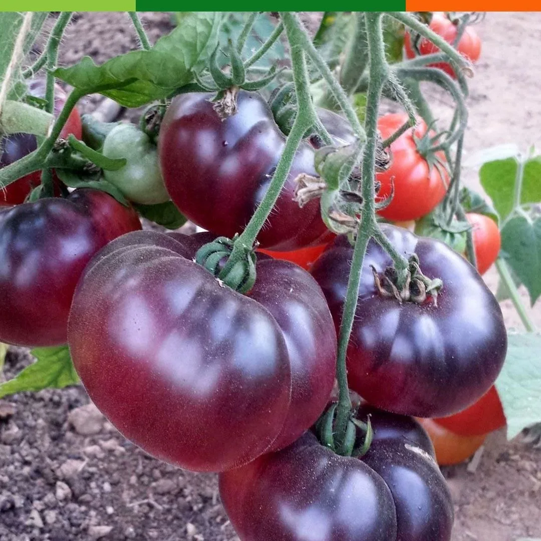 Собирай томаты ведрами 🍅 Пора задуматься о том, какие сорта посадить в этом… — публикация канала «Дача, сад, огород»