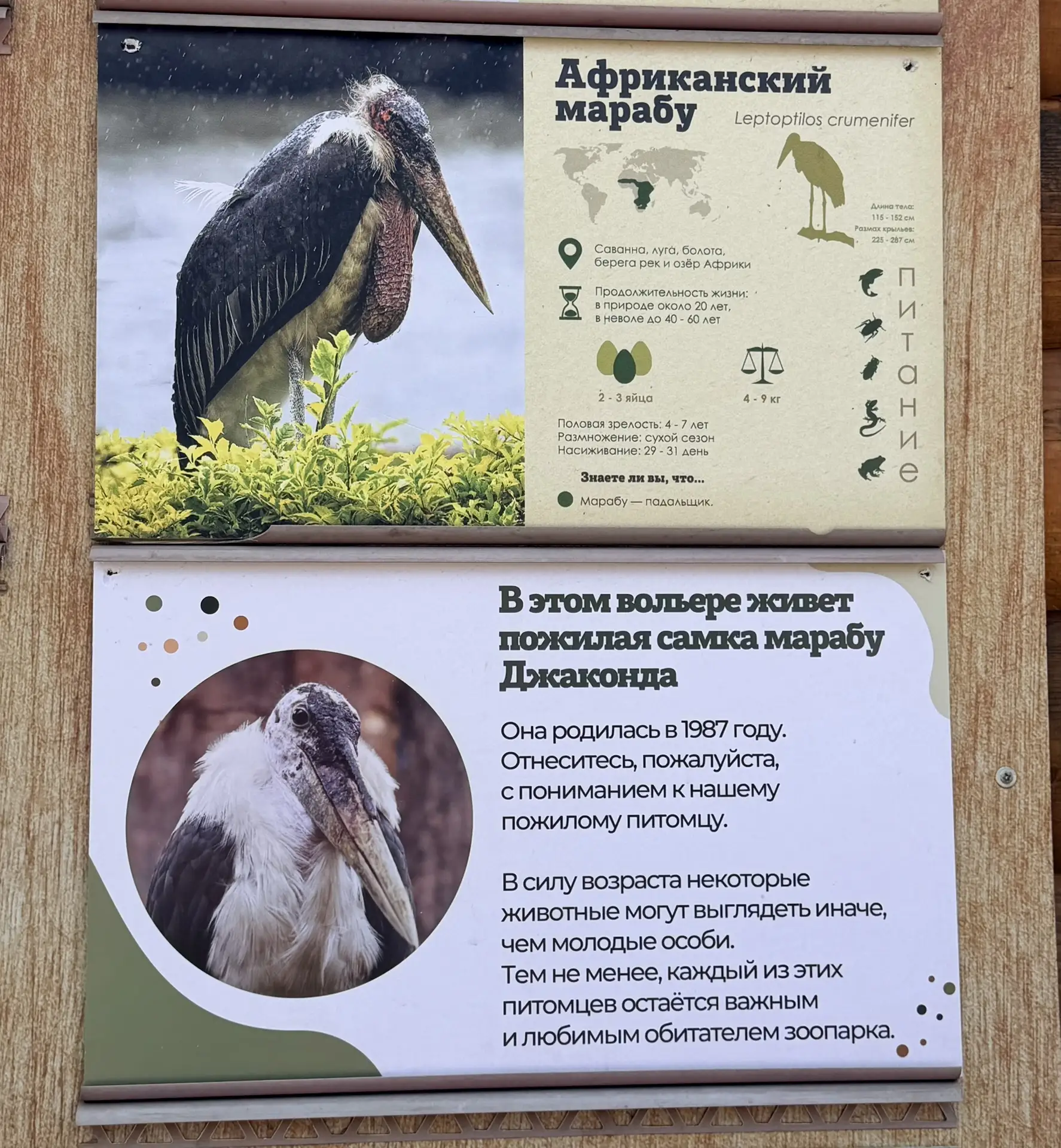 Сегодня встретила в Ленинградском зоопарке свое тотемное животное.