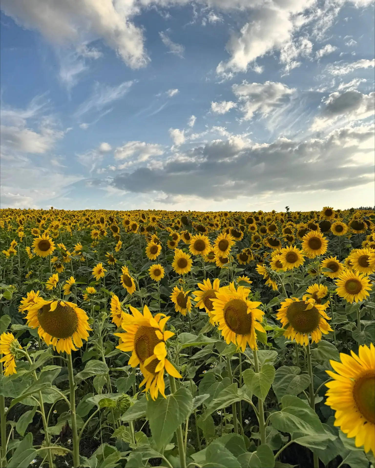 Где найти поля подсолнухов недалеко от Казани? 🌻 

Напишите в комментариях актуальные места или коо
