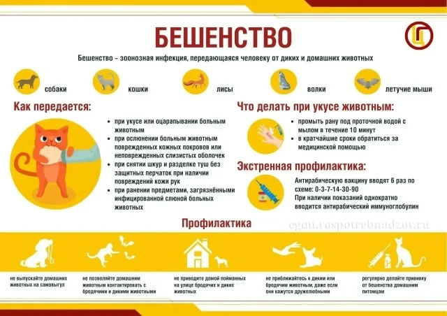 Бешенство - острое вирусное инфекционное заболевание, общее для человека и животных. Бе...