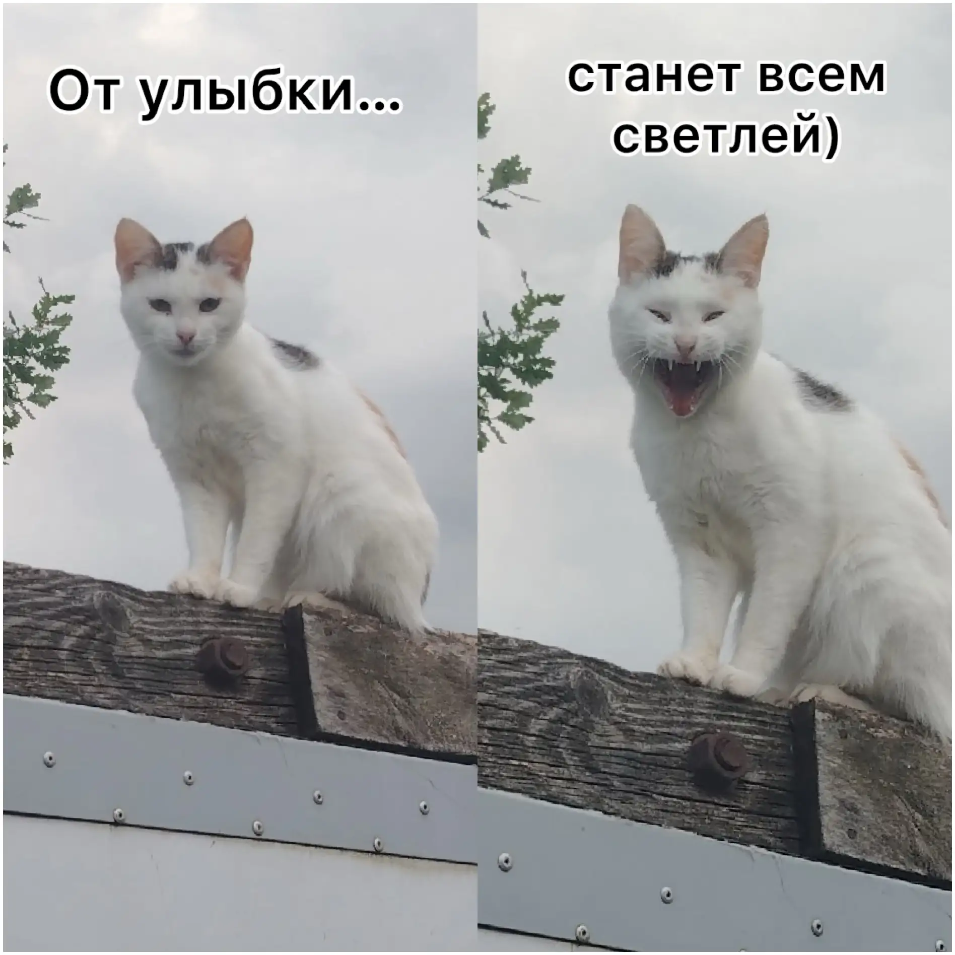 Когда муж удачно сфоткал котика😁