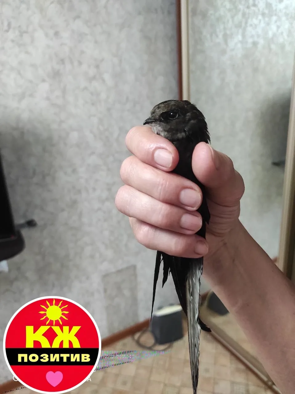 Калужане, жена на улице подобрала молоденькую ласточку, похоже проблема с крылом. Нужен совет как по