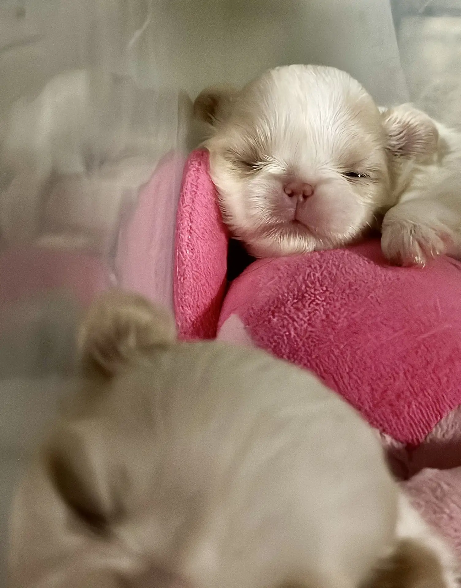 А самые маленькие пока спят 🌺🥰