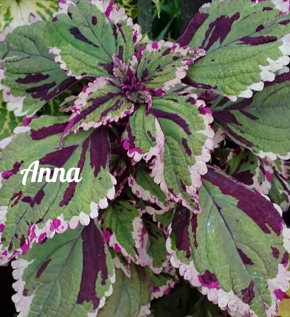 Anna