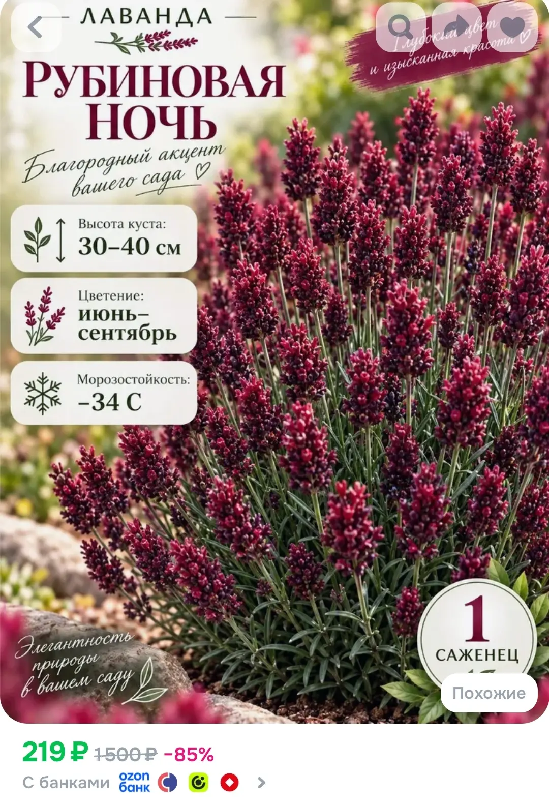 https://www.ozon.ru/product/lavanda-sazhenets-rubinovaya-noch-5754992634/?advRef=AYSyoy...