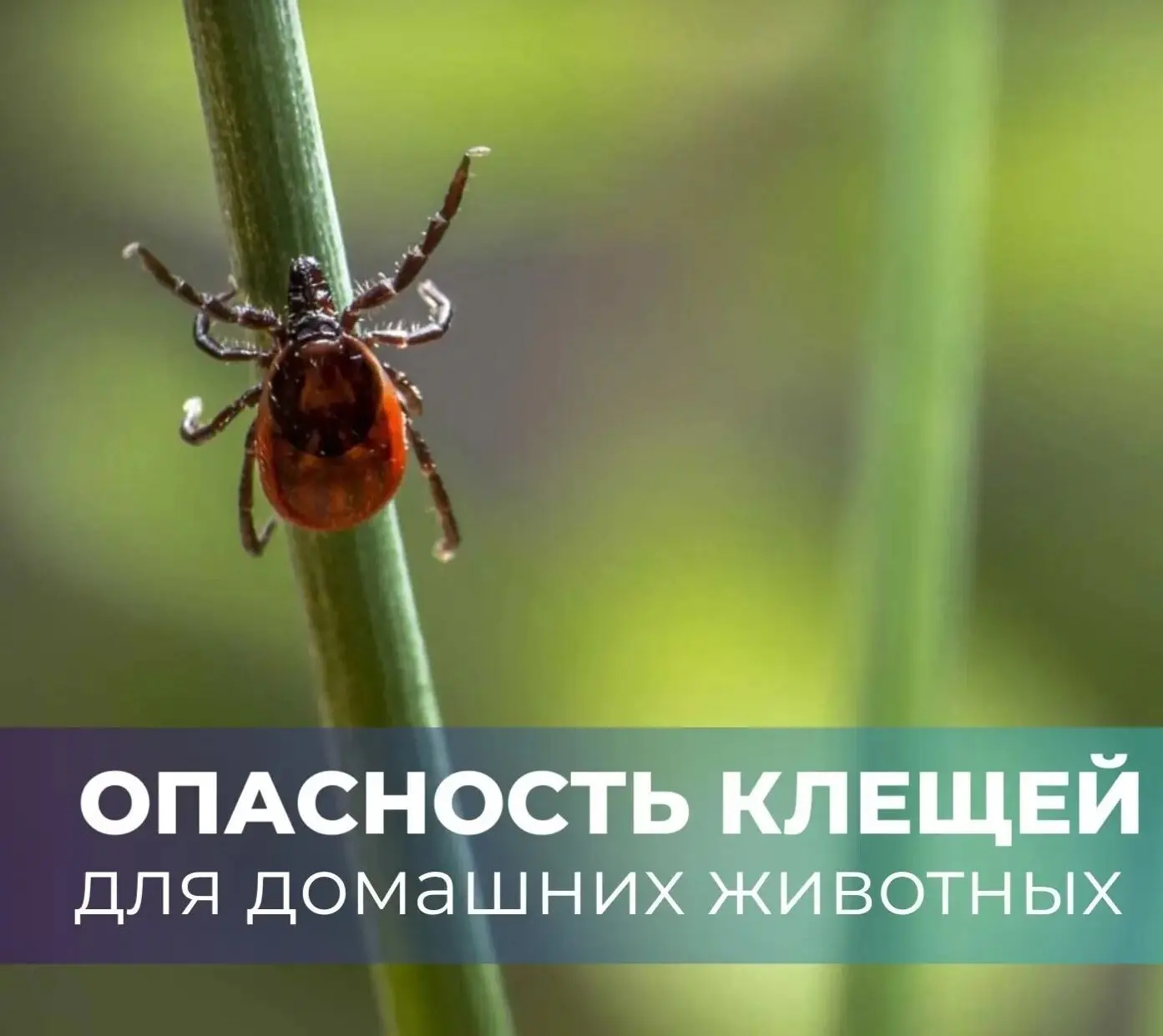 Сезон клещей: как защитить питомца и что делать при укусеКогда активны клещи?
Сезон: апрель — октябр