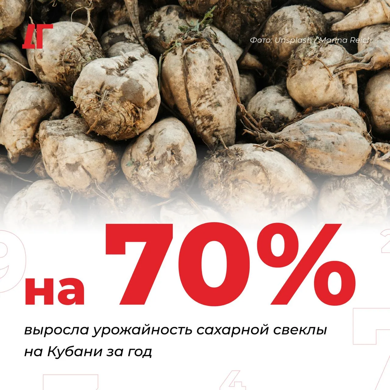 Урожайность сахарной свеклы на Кубани выросла на 70,1% за год
