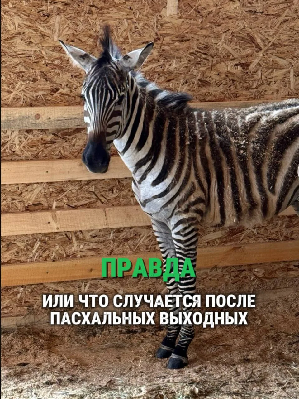 Узнали себя? 🤣