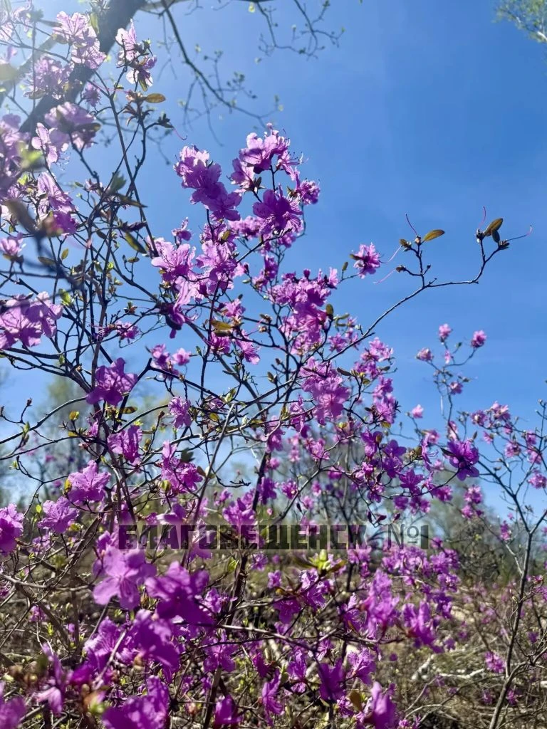 🌸Амурская область — цветущая: подписчики Б1 делятся красочными кадрами  Присылайте фото с цветущими 