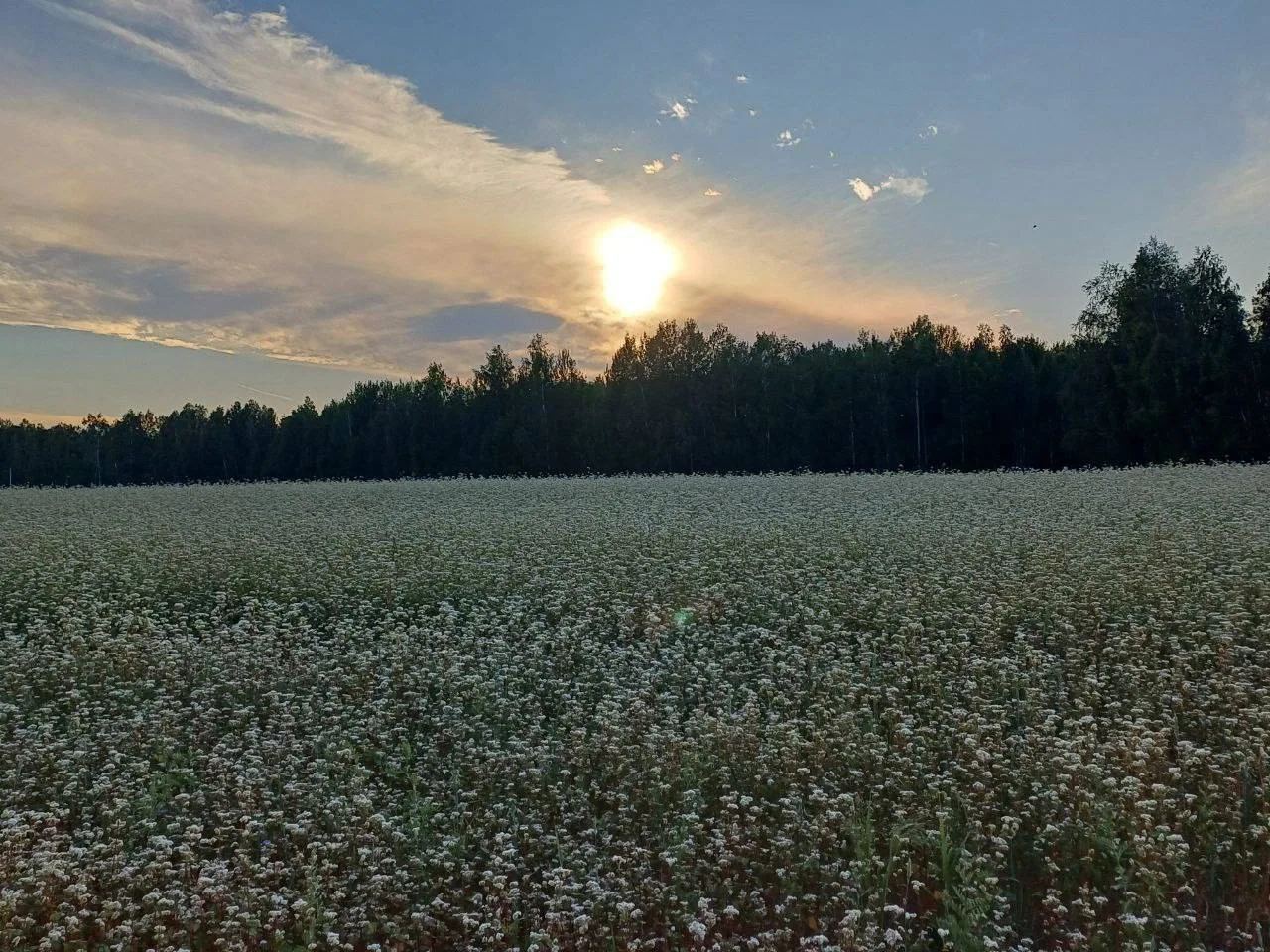 Добрый день, дорогие! 💚
Разбирала старые фотографии и нашла эту акварель, написанную почти два года