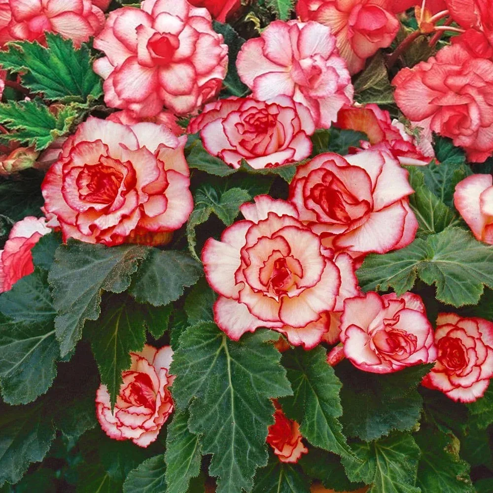Новинки клубневых бегоний для вдохновения! 🌺  Готовы превратить балкон, террасу или клумбу в выставк